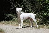 PARSON RUSSEL TERRIER 175